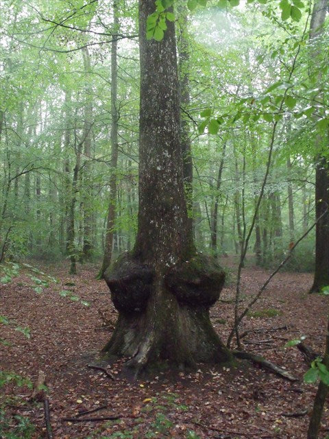 Loupe de bois après l'arbre